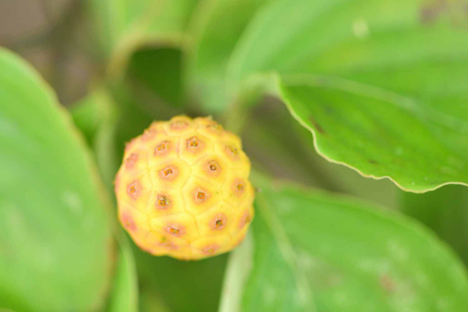 d0286954_07230446.jpg