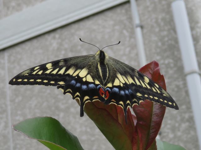 e0148077_14121029.jpg