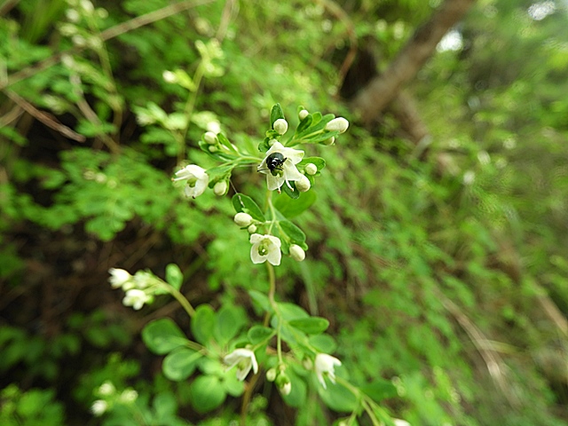 f0357487_14323698.jpg