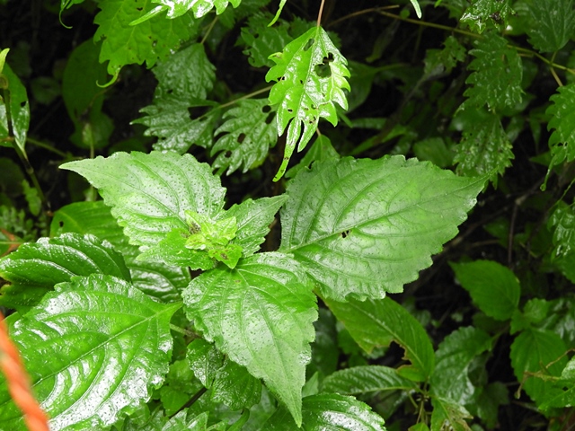 f0357487_14375931.jpg