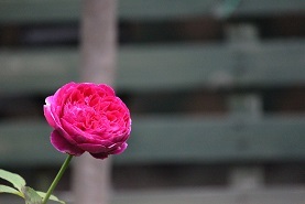f0325309_19025563.jpg