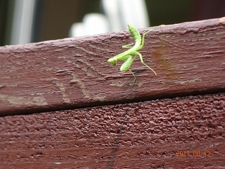 c0147935_20461841.jpg