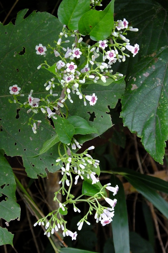 b0236251_11413338.jpg