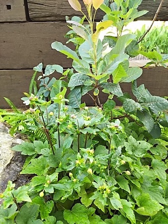 c0172261_08053197.jpg