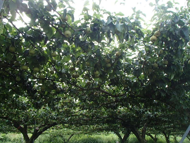 e0108765_22231393.jpg