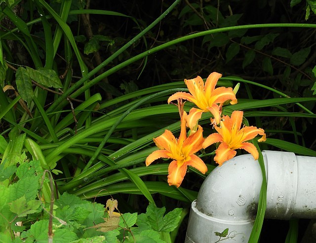 f0378979_20353639.jpg