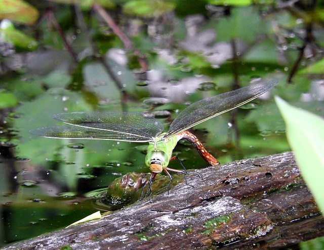 f0378979_20525216.jpg