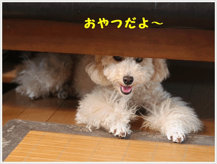b0175688_21053966.gif