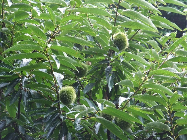 e0360409_17400440.jpg