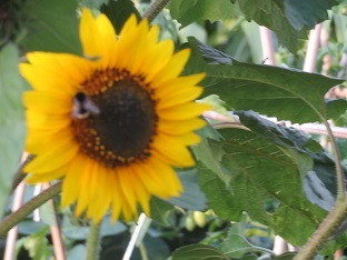 f0325309_19580640.jpg