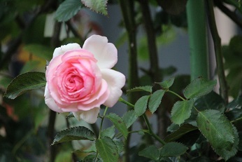 f0325309_20004099.jpg