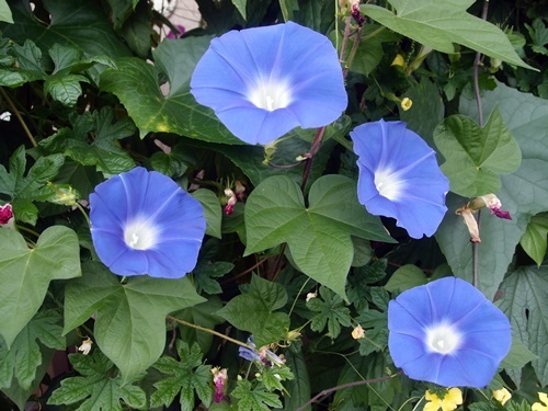 c0354352_21380011.jpg