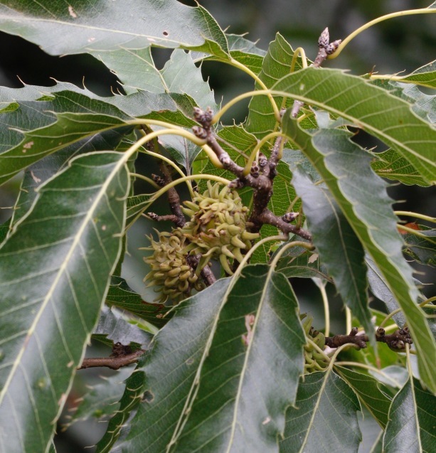 a0248459_15372495.jpg
