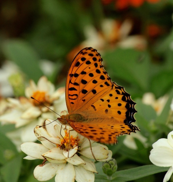 a0248459_15401846.jpg