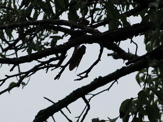 e0130185_13522673.jpg