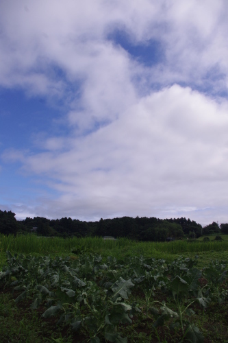 c0337494_15365330.jpg