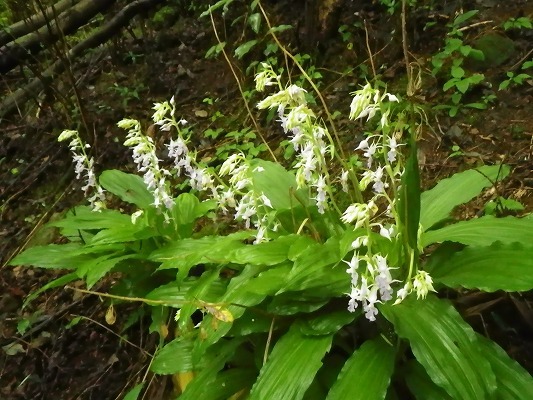 f0187402_17342129.jpg