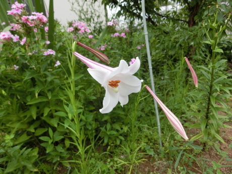 a0203003_7522238.jpg