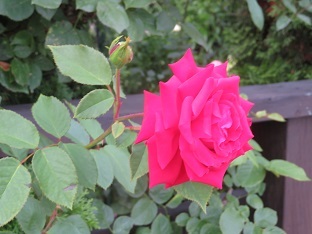 f0325309_17340928.jpg
