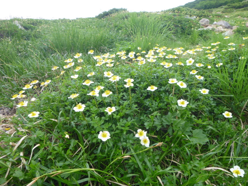 d0170615_18275028.jpg
