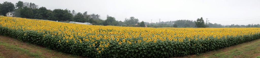 c0342534_10494714.jpg