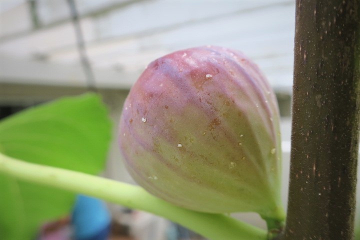 e0300042_21392286.jpg