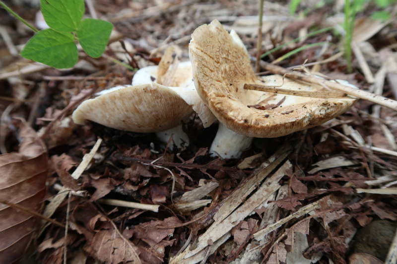 c0201450_173197.jpg