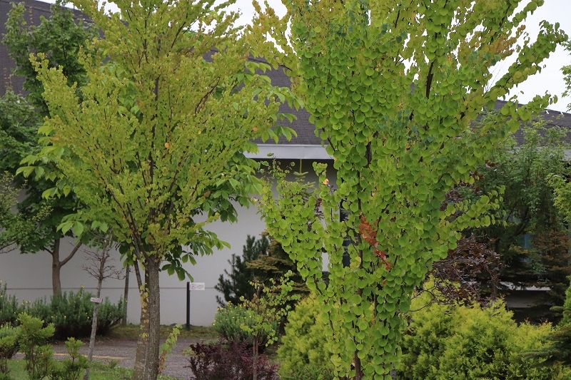 b0250154_20393151.jpg