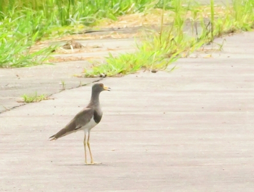 a0018655_15322531.jpg