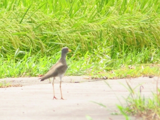 a0018655_15324111.jpg
