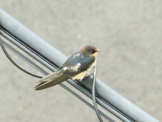 a0018655_15325193.jpg