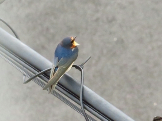 a0018655_15325457.jpg