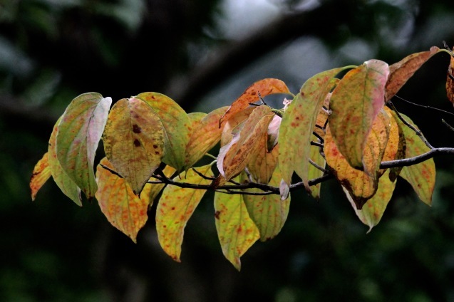 a0248459_16374384.jpg