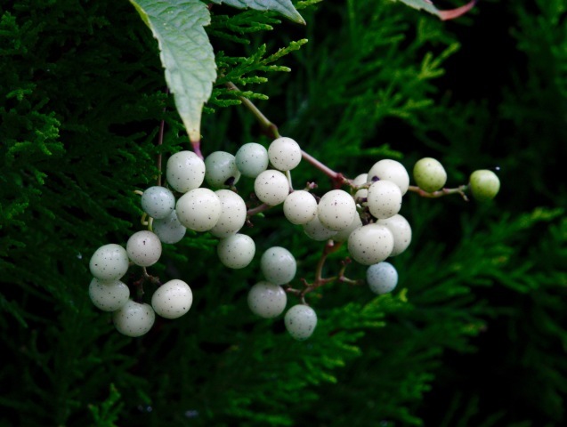 a0248459_16475210.jpg