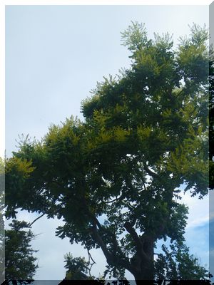 c0024861_15572795.jpg