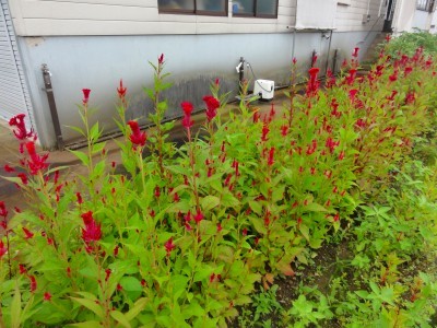 d0074063_07180950.jpg