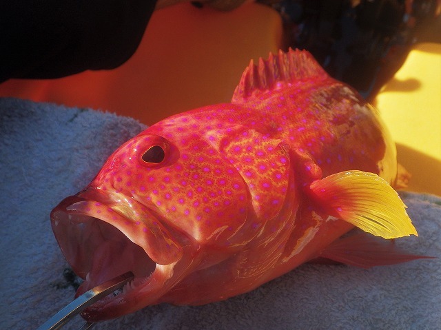c0367066_20202900.jpg