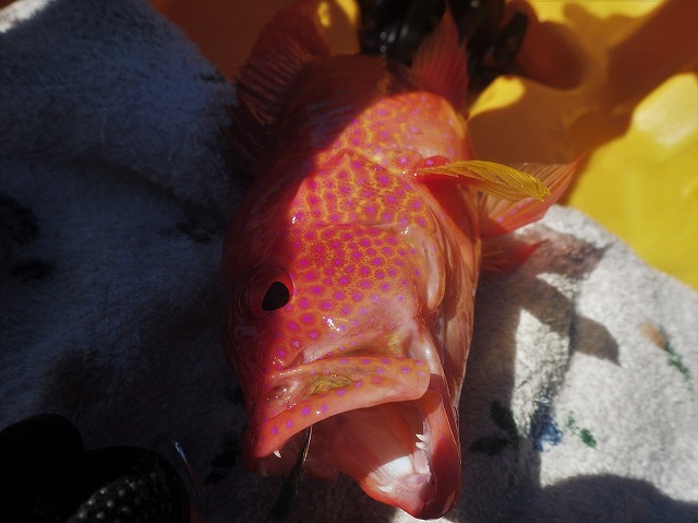 c0367066_20211188.jpg