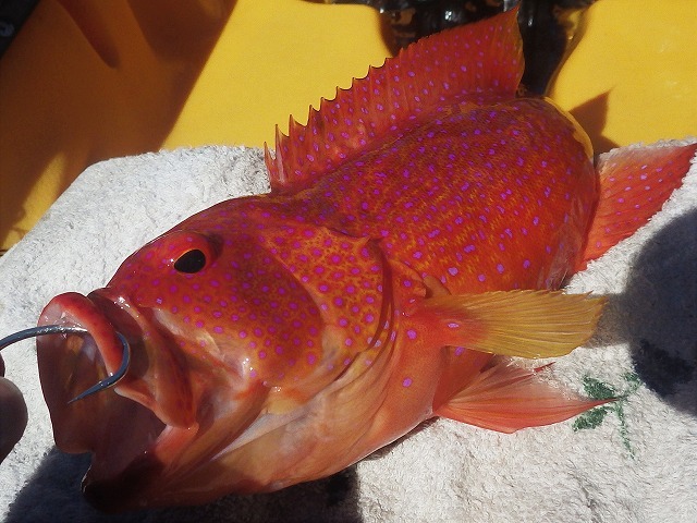 c0367066_20213664.jpg