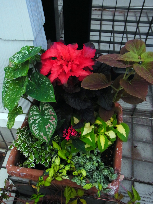e0083517_00131279.jpg