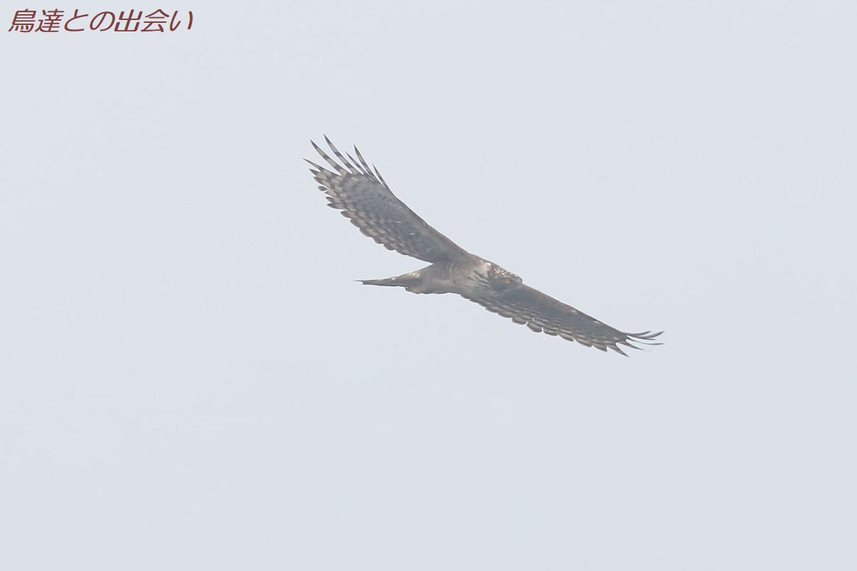 e0139623_20293119.jpg