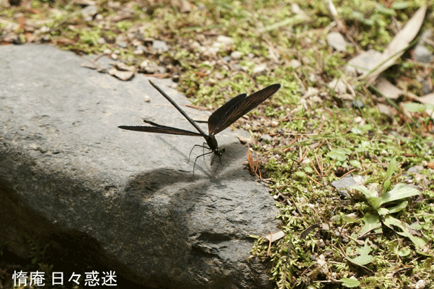 e0346064_20595341.gif