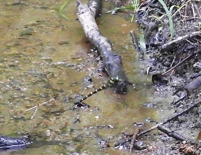 f0378979_17101211.jpg