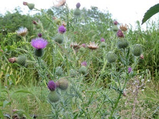 f0325309_17475944.jpg