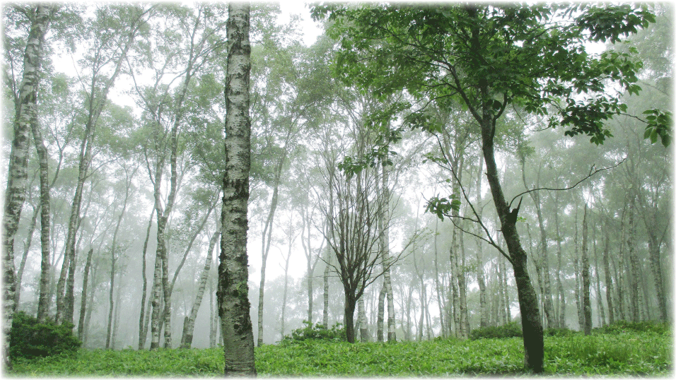 c0107829_18200180.gif