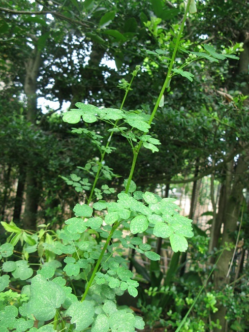 d0333943_16241000.jpg
