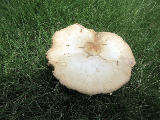 b0009849_15305568.jpg