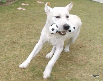 にほんブログ村 犬ブログ ラブラドールへ