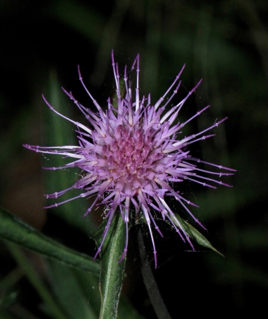 a0248459_15191666.jpg