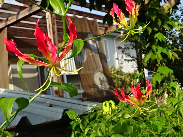 a0241761_17213286.jpg
